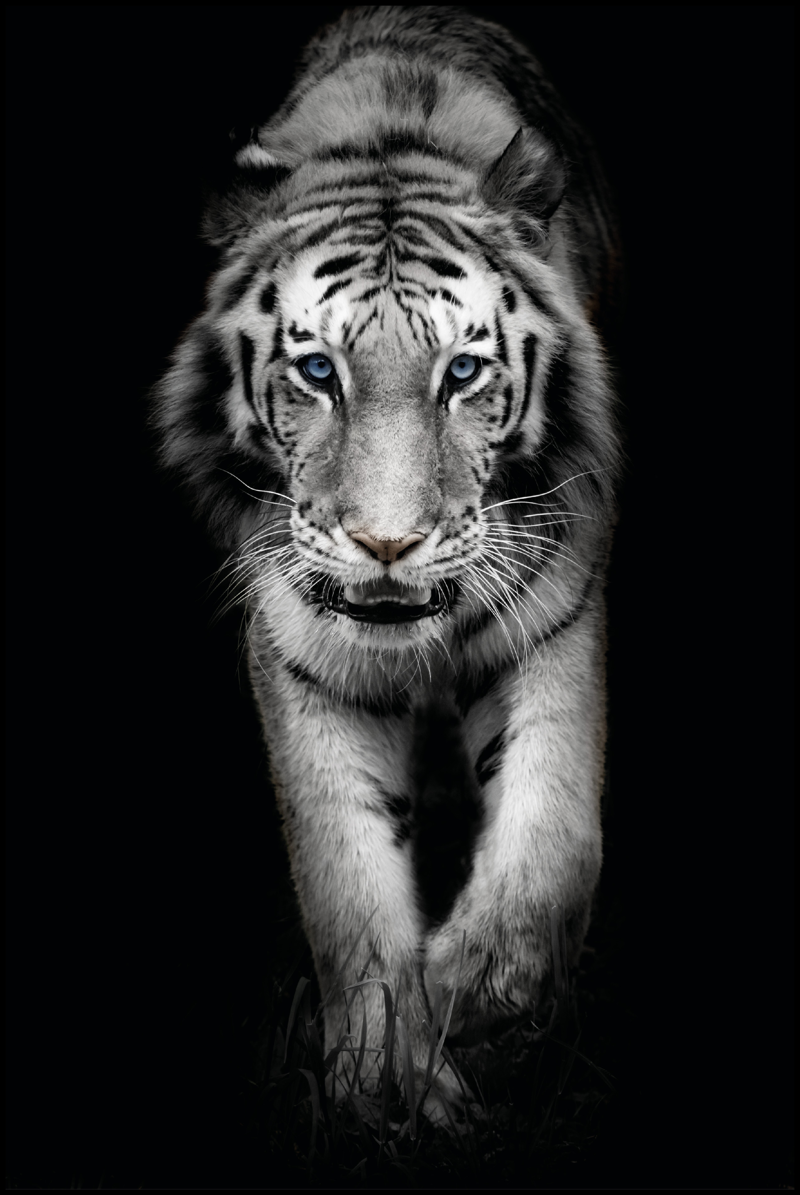 Styline Tiger